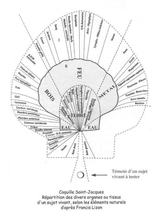 Des l‘antiquité, les coquilles Saint Jacques, étaient utilisées et portées pour se protéger de la sorcellerie, du mauvais sort et des maladies.